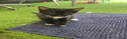 Mixed Breed cats for sale: Kittens  - Advert 2