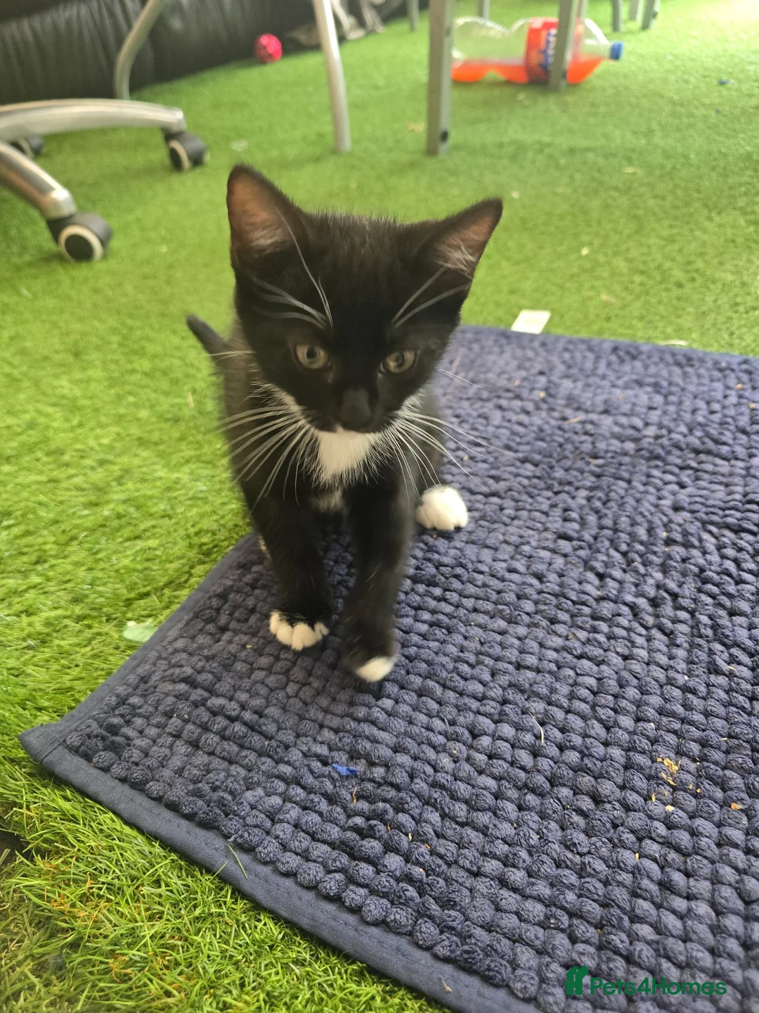 Mixed Breed cats for sale: Kittens  - Advert 2