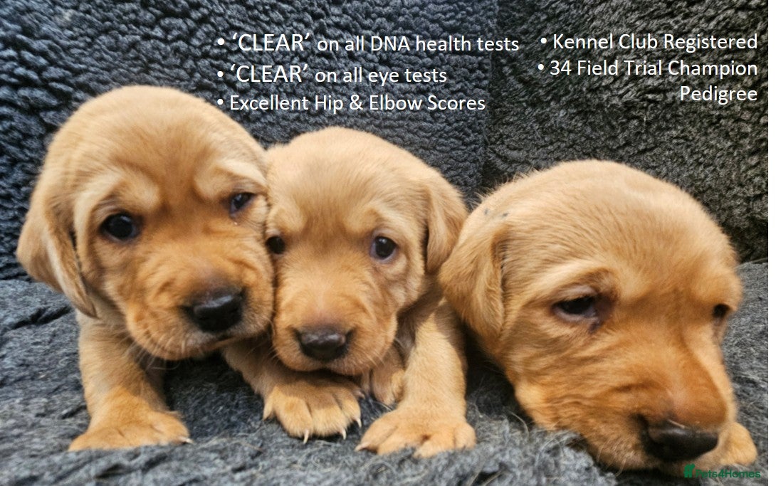 Labrador Retriever dogs Red Fox Labs : Health Checked-KC Reg-FTCH Pedigree - Advert 7