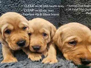 Labrador Retriever dogs Red Fox Labs : Health Checked-KC Reg-FTCH Pedigree - Advert 7