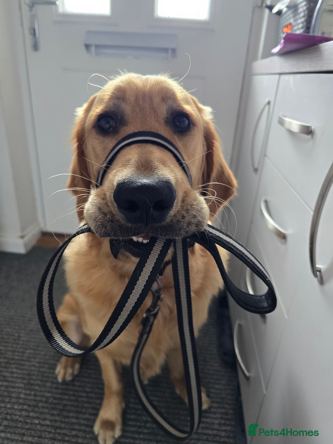Golden Retriever dogs for sale: 9month Golden Retriever  - Image 4