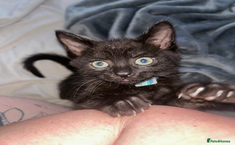 Maine Coon cats - Advert 17
