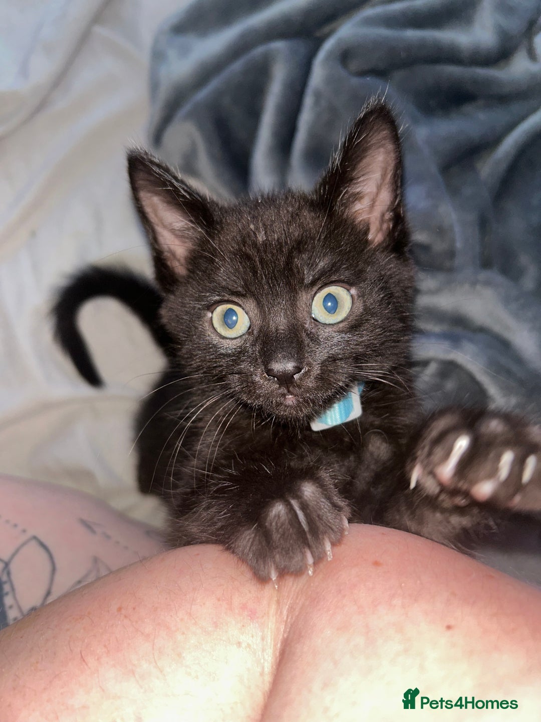 Maine Coon cats for sale: 2 boys for sale  - Image 1