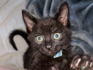 Maine Coon cats - Advert 33