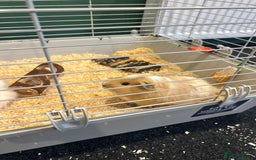 Guinea Pig rodents for sale: X2 male Guinea pigs- brothers  - Image 3