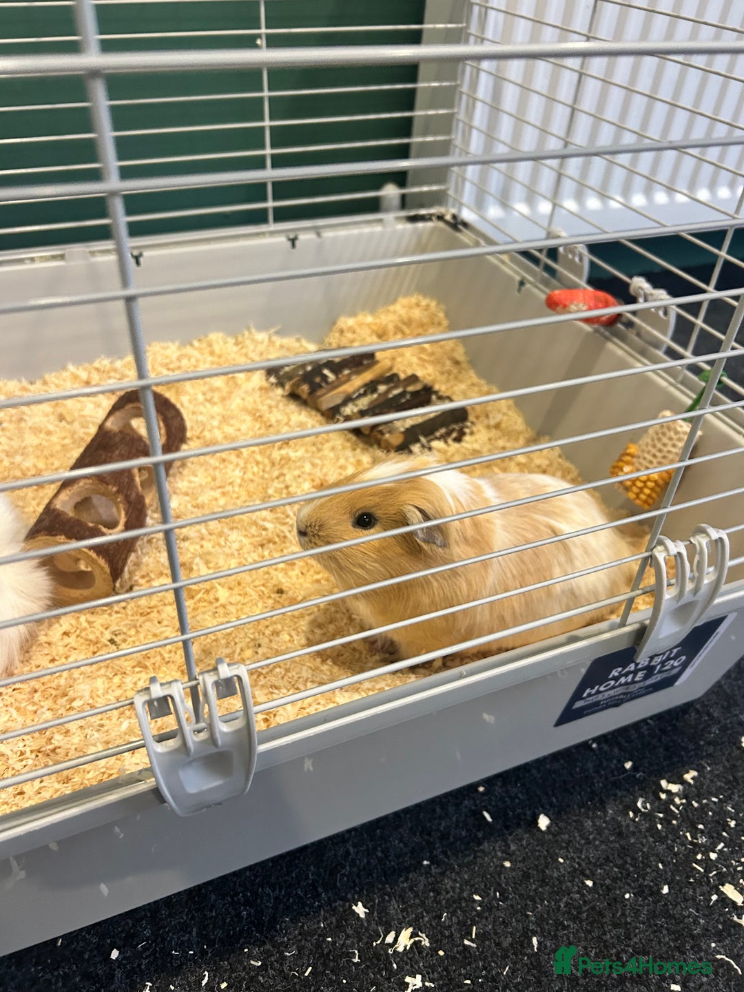 Guinea Pig rodents for sale: X2 male Guinea pigs- brothers  - Image 3