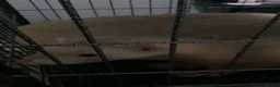 Ferret rodents for sale: 2 ferrets in Liverpool - Advert 1