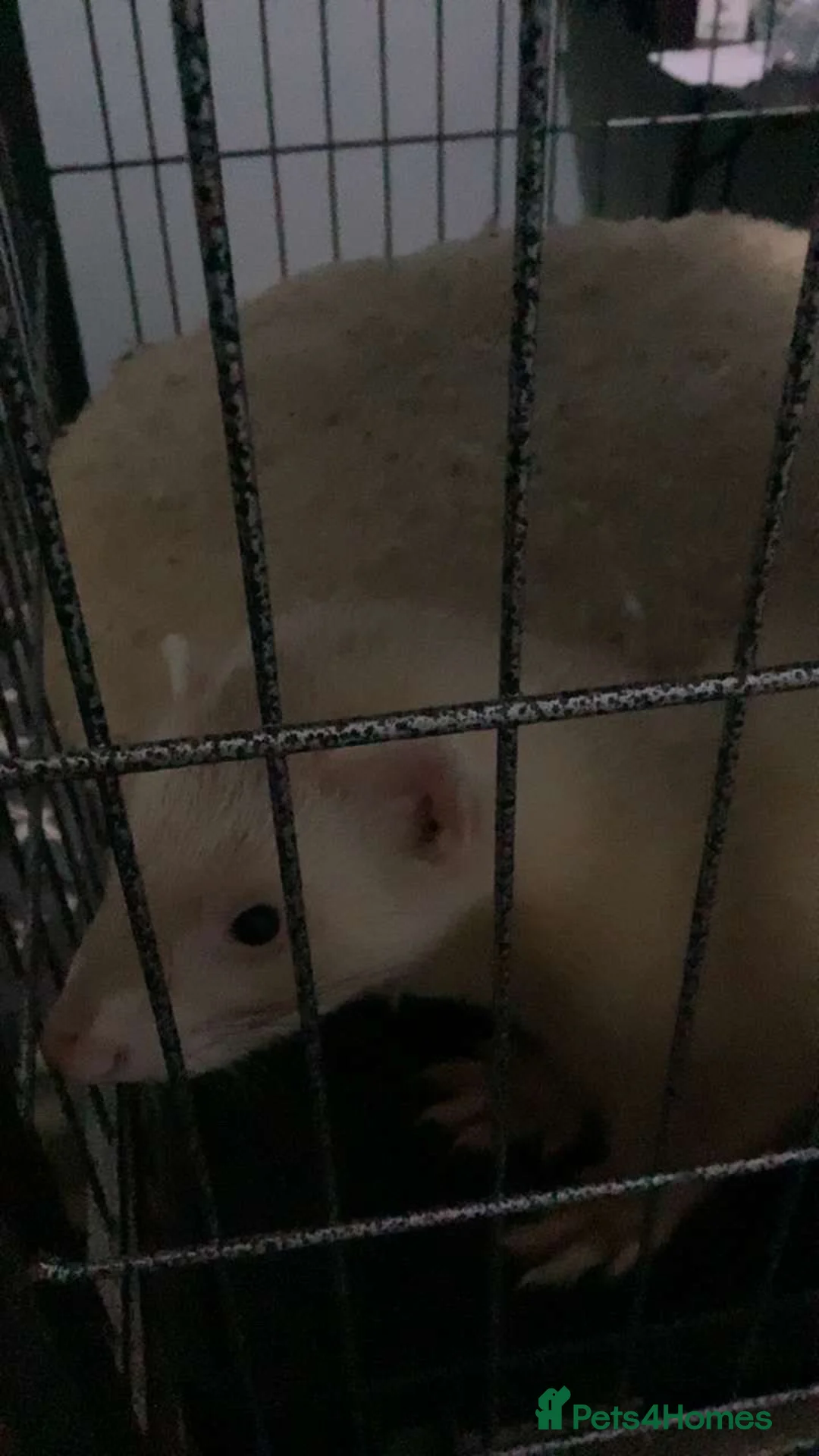 Ferret rodents for sale: 2 ferrets in Liverpool - Advert 1