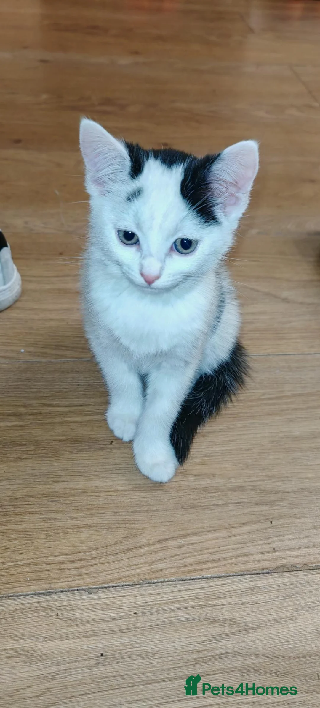 Mixed Breed cats for sale: Kittens looking for forever home in Hereford - Advert 2