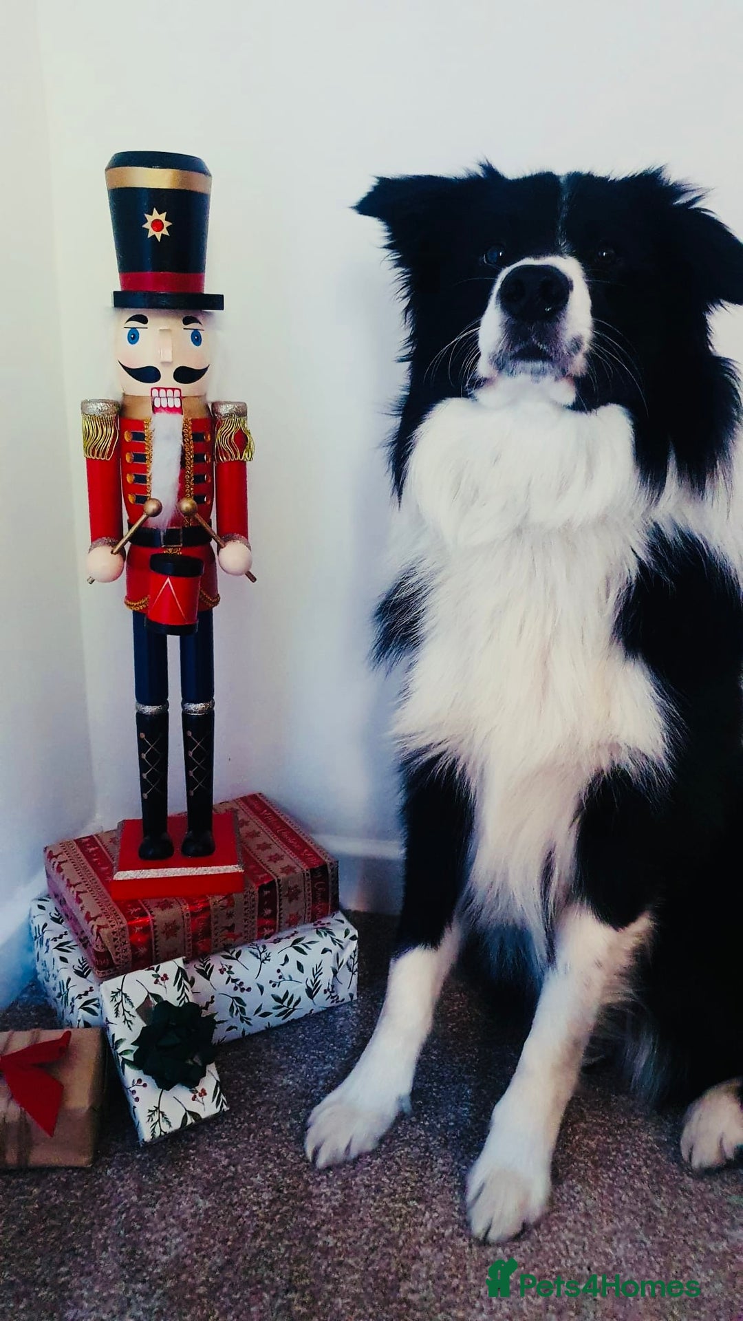 Border Collie dogs for sale: 5⭐️breeder KC DNA tested champions border collie  - Advert 21