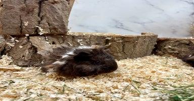 Guinea Pig rodents - Advert 13
