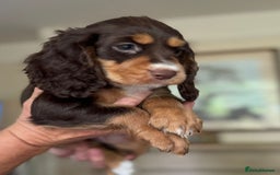 Cocker Spaniel dogs for sale: Gamekeeper bred Working Cocker Spaniels - Image 1
