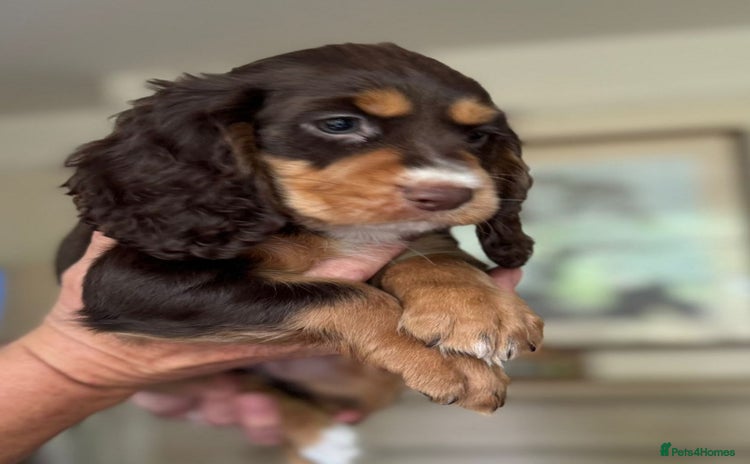 Cocker Spaniel dogs - Advert 4