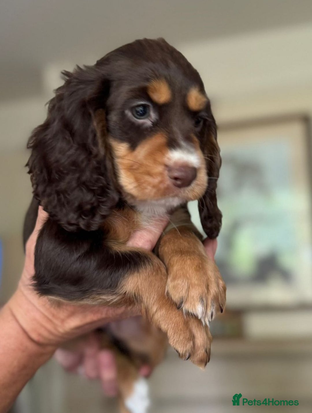 Cocker Spaniel dogs for sale: Gamekeeper bred Working Cocker Spaniels - Image 1