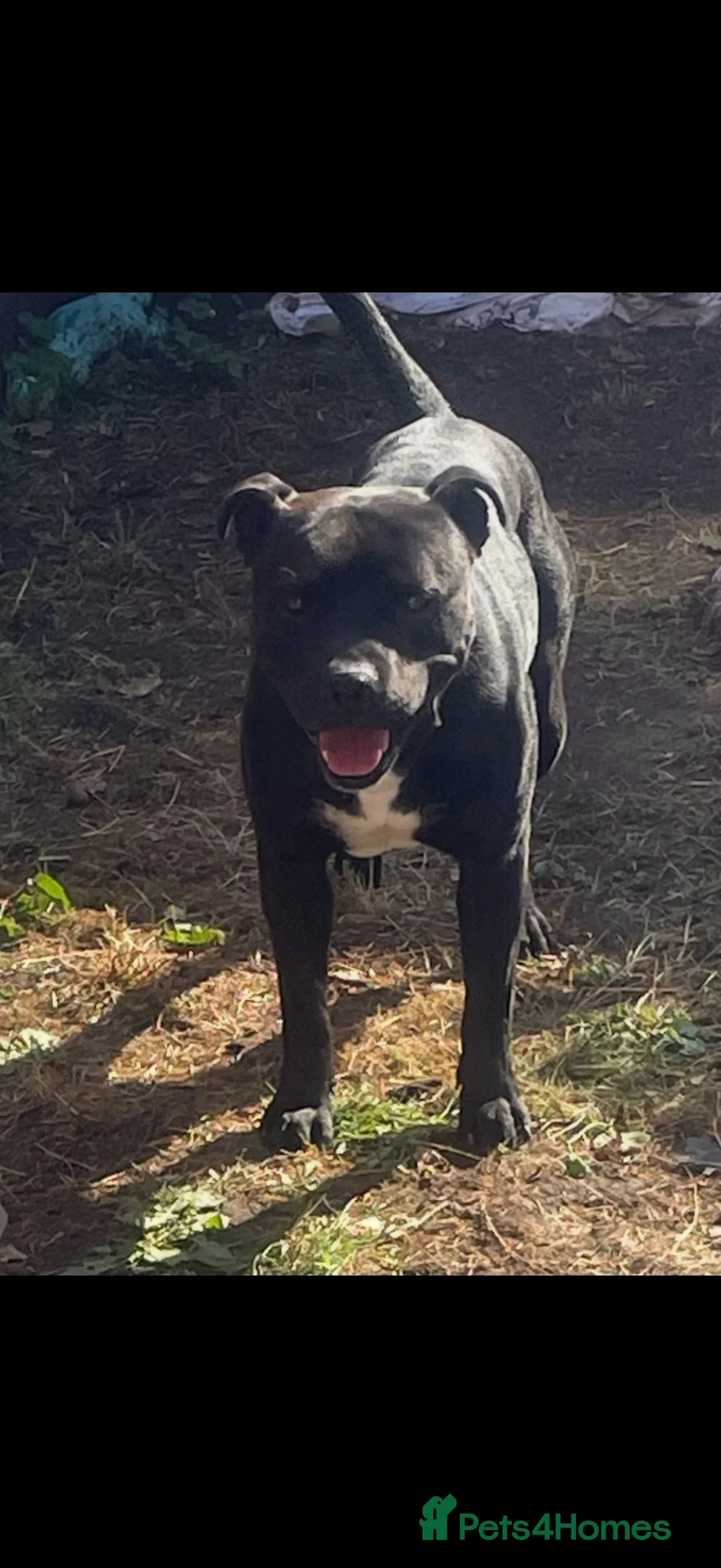 Staffordshire Bull Terrier dogs for sale: 3 year old staffy boy available  in Southampton - Advert 1