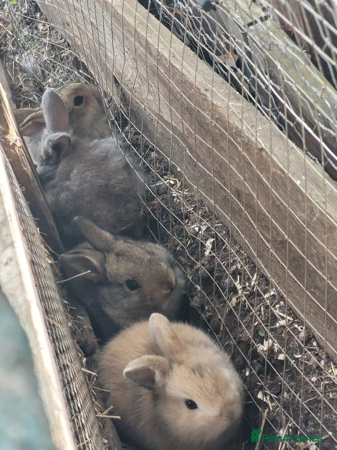 Mixed Breed rabbits for sale: Standard Rex x Californian Rabbits in Peterhead - Advert 2