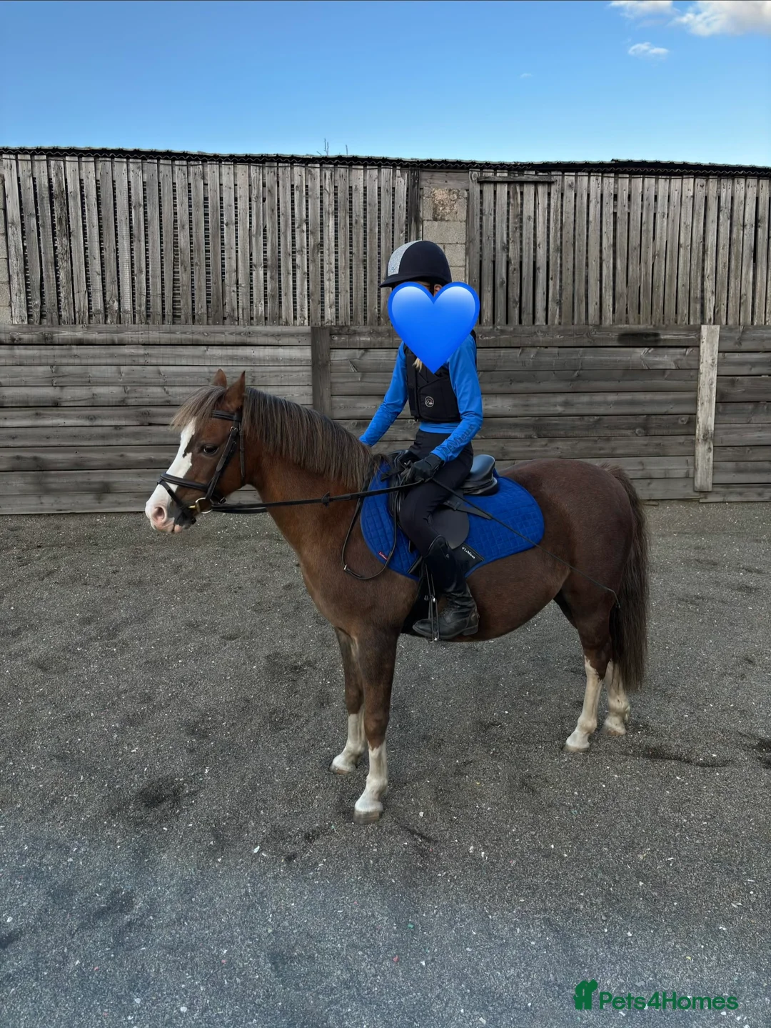 Welsh Section B horses for sale: Welsh B 13h gelding all rounder - Advert 2