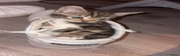 Domestic Shorthair cats for sale: 2 beautiful little tabby girls - Advert 12