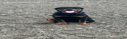 Rottweiler dogs for sale: Last 3 Beautiful Rottweiler Puppys - Advert 4