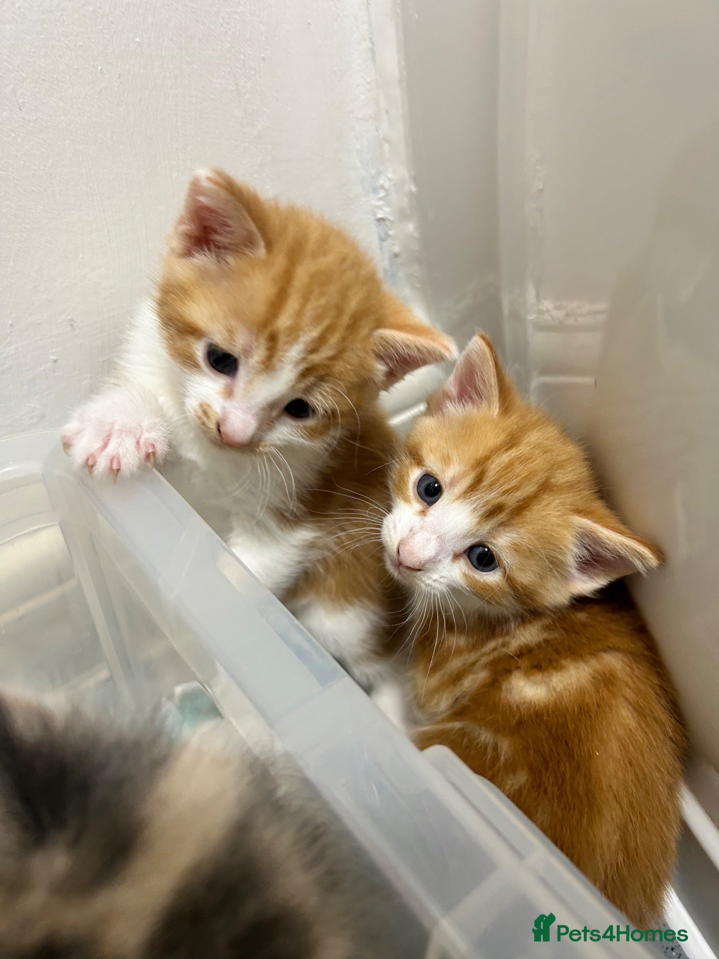 Mixed Breed cats 2 ginger boys for sale  - Advert 7