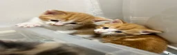 Mixed Breed cats for sale: 2 ginger boys for sale  - Advert 1