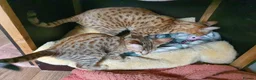 Savannah cats for sale: F3 Svannahs Girl Pedigree - Advert 6