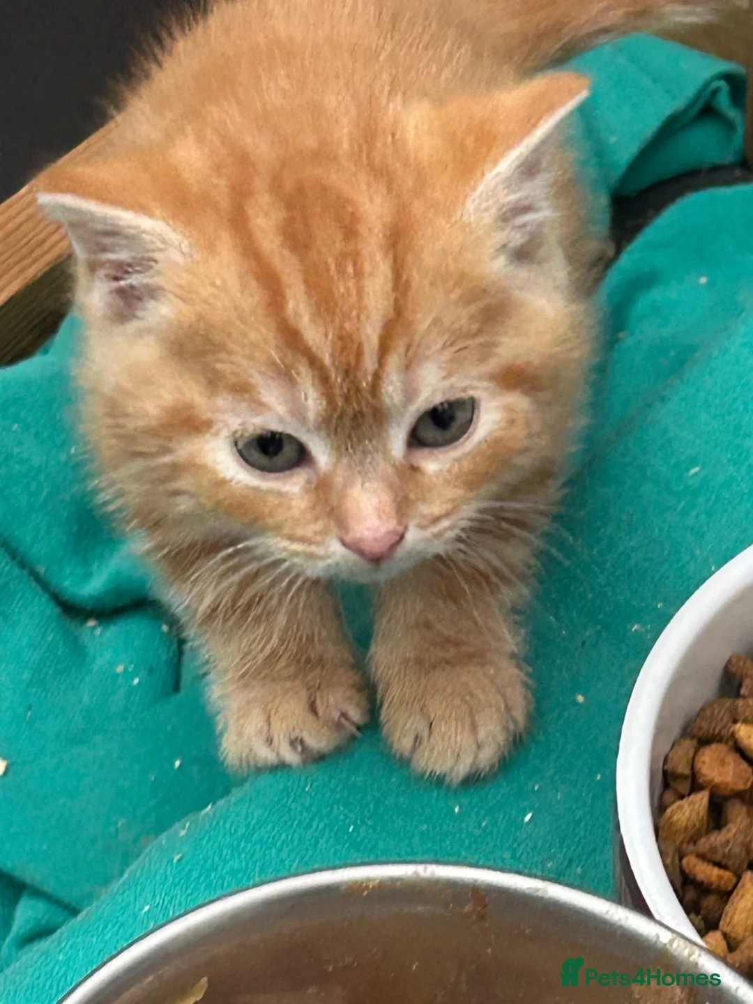 Mixed Breed cats for sale:  Gorgeous Tiger Pattern Mackerel Tabbies - Advert 2
