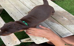 Dobermann dogs for sale: Doberman brown & tan - Image 31