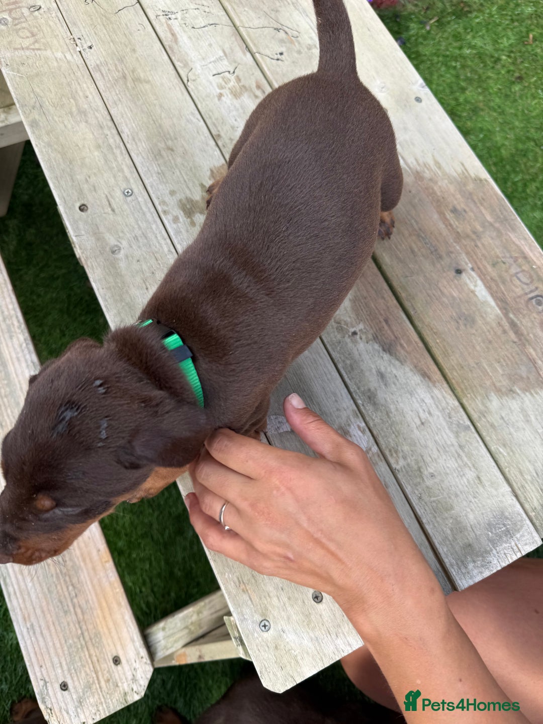 Dobermann dogs for sale: Doberman brown & tan - Image 31
