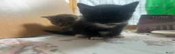 Mixed Breed cats for sale: 4 wee kittens for sale in Newry - Advert 8