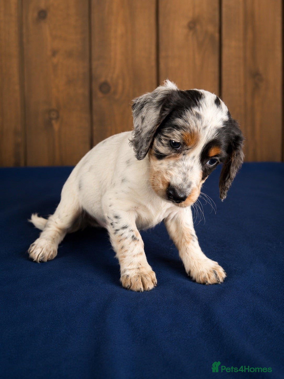 Cocker Spaniel dogs Gorgeous Merle cockers  - Advert 1
