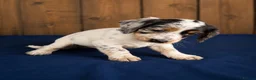 Cocker Spaniel dogs for sale: Gorgeous Merle cockers  - Advert 1