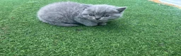 British Shorthair cats for sale: British Shorthair Kittens TICA registered  - Advert 3