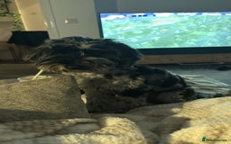 Cockapoo dogs for sale: Miniature Cockapoo - Advert 3