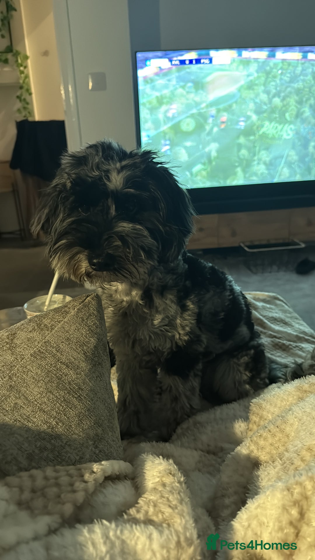 Cockapoo dogs for sale: Miniature Cockapoo - Advert 3