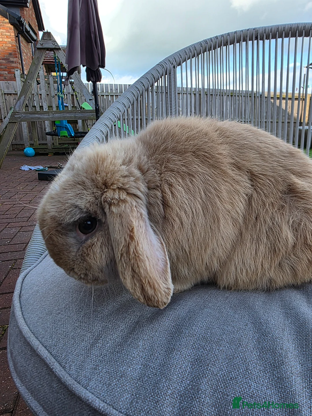Mini Lop rabbits for sale: Male Mini Lop for sale in Cleator Moor - Advert 3