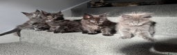 Maine Coon cats for sale: Pedigree Maine Coon Kittens – Blues & Smokes - Advert 10