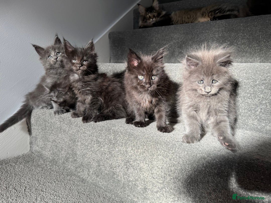 Maine Coon cats for sale: Pedigree Maine Coon Kittens – Blues & Smokes - Advert 10