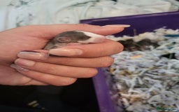 Rat rodents for sale: Mixed baby rats - males and females - Image 4