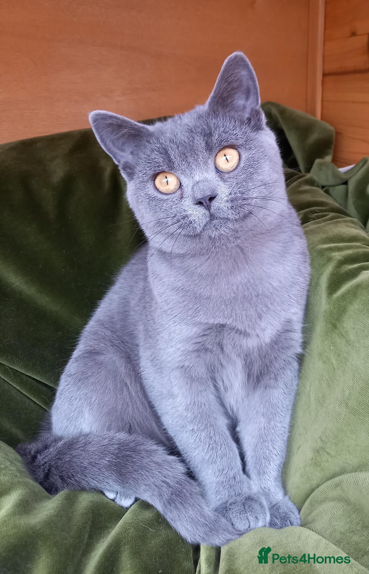 British Shorthair cats Super GCCF registered kittens  - Advert 1