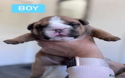 English Bulldog dogs for stud: Charlie for stud lilac and tan fullsuit - Image 15