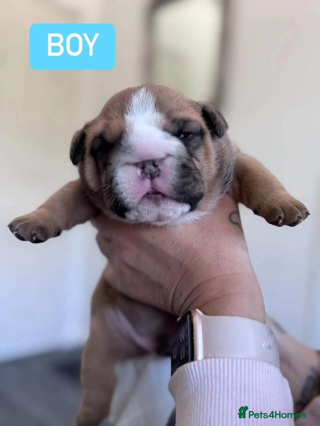 English Bulldog dogs for stud: Charlie for stud lilac and tan fullsuit - Advert 15