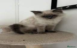 Ragdoll cats for sale: Beautiful ragdoll kittens - Image 10