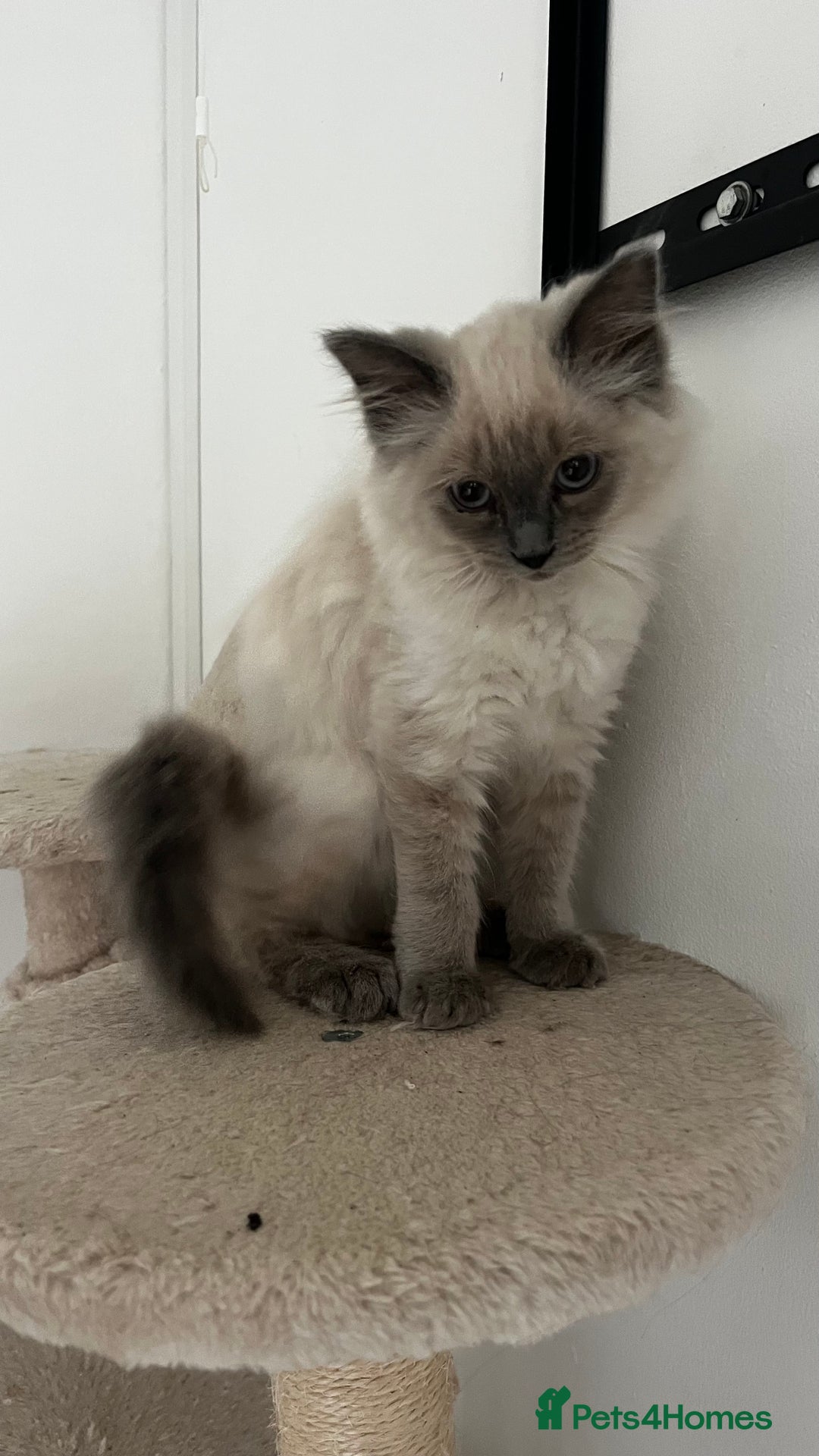 Ragdoll cats for sale: Beautiful ragdoll kittens - Image 10