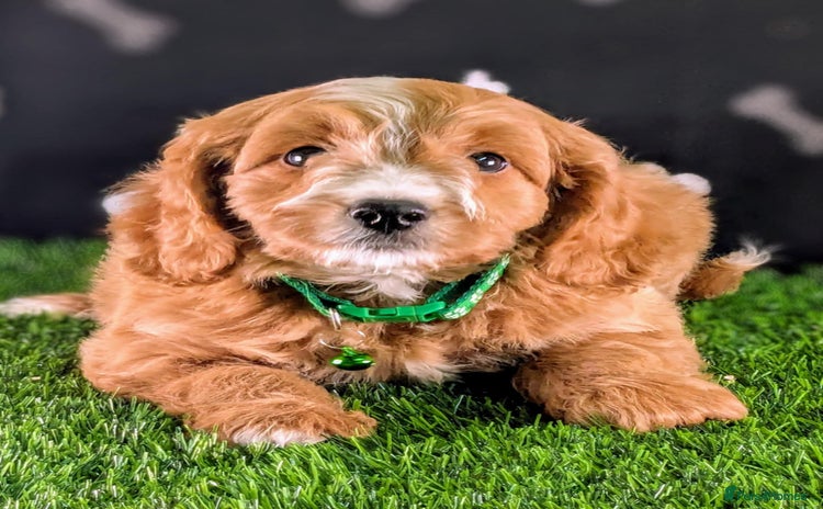 Cavachon dogs - Advert 3