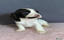 Cocker Spaniel dogs for sale: Outstanding KC Show Cockers 🐾 - Image 9