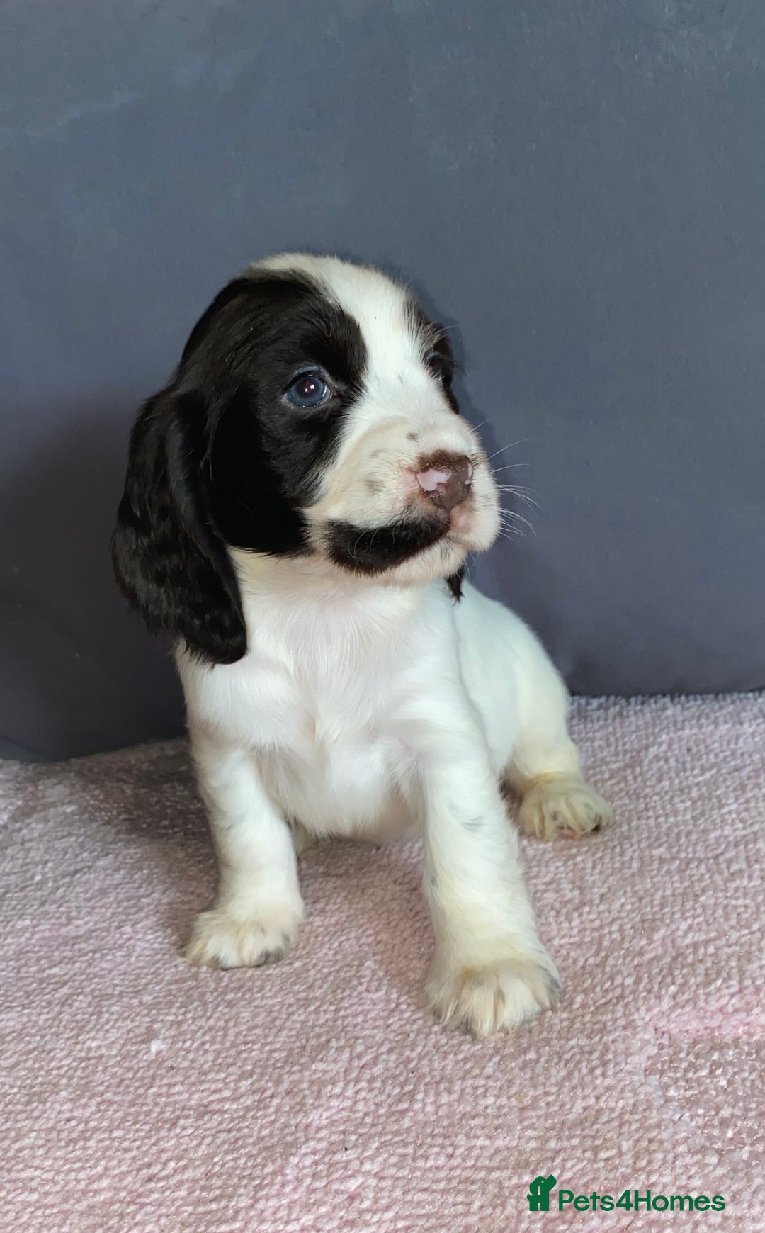Cocker Spaniel dogs for sale: Outstanding KC Show Cockers 🐾 - Image 9