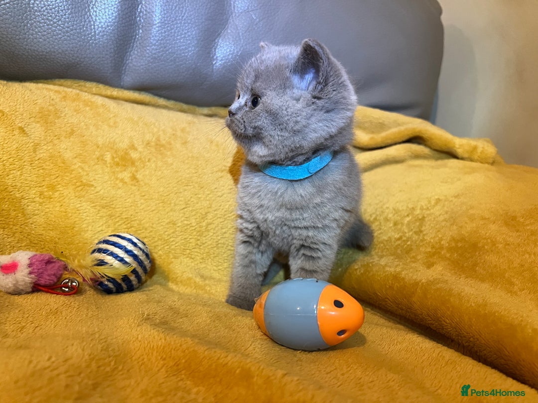 British Shorthair cats for sale: British Shorthair Kittens – Loving Homes Only 🐾 - Advert 2