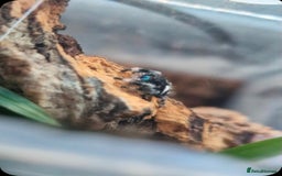 Python Snake reptiles for sale: Spiders and tarantulas - Advert 5