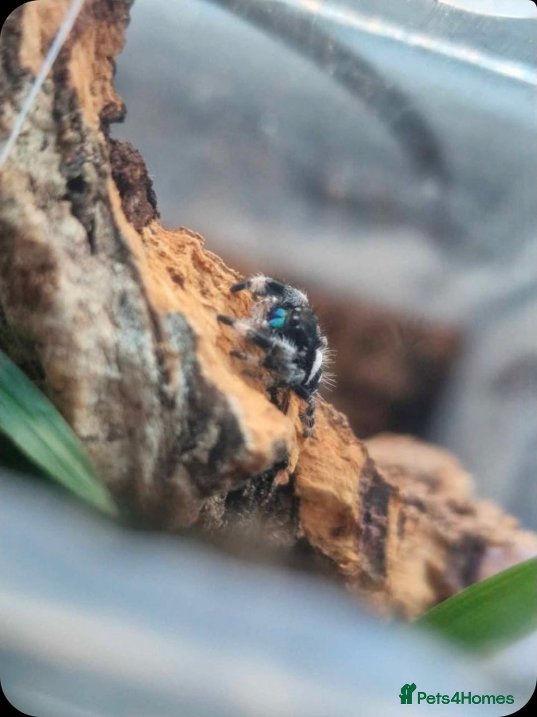 Python Snake reptiles for sale: Spiders and tarantulas - Advert 5